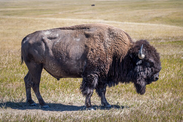 Profile of Bison Standing on the Plains