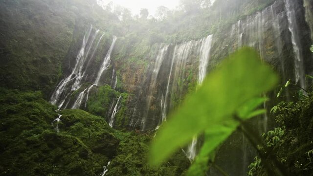 Plants At Base Of Tumpak Sewu Waterfalls