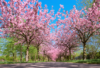 Alley of blossoming cherry trees called Mauer Weg English: Wall Path following the path of former Wall in Berlin, Germany. Bright sunlight with shadows.