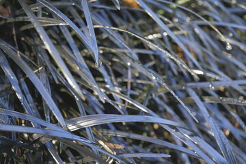 Obraz premium CABALLERO NEGRO (OPHIOPOGON PLANISCAPUS)