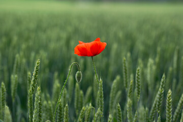Obraz premium Alone poppy flower in wheat field. A field of poppy flowers