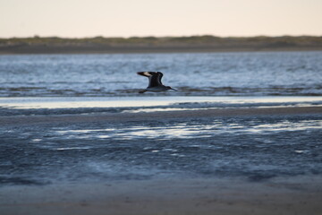 Fototapeta premium aves en el mar