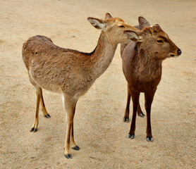 The sika deer (Cervus nippon) also known as Japanese deer. Itsukushima island (Miyajima), Hiroshima prefecture, Japan.