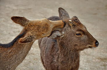The sika deer (Cervus nippon) also known as Japanese deer. Itsukushima island (Miyajima), Hiroshima prefecture, Japan.