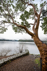 Fototapeta na wymiar View of the Crescent Lake, Olympic National Park, WA