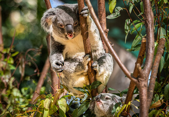 Koala in a tree in a Sanctuary on the Gold Coast, Queensland