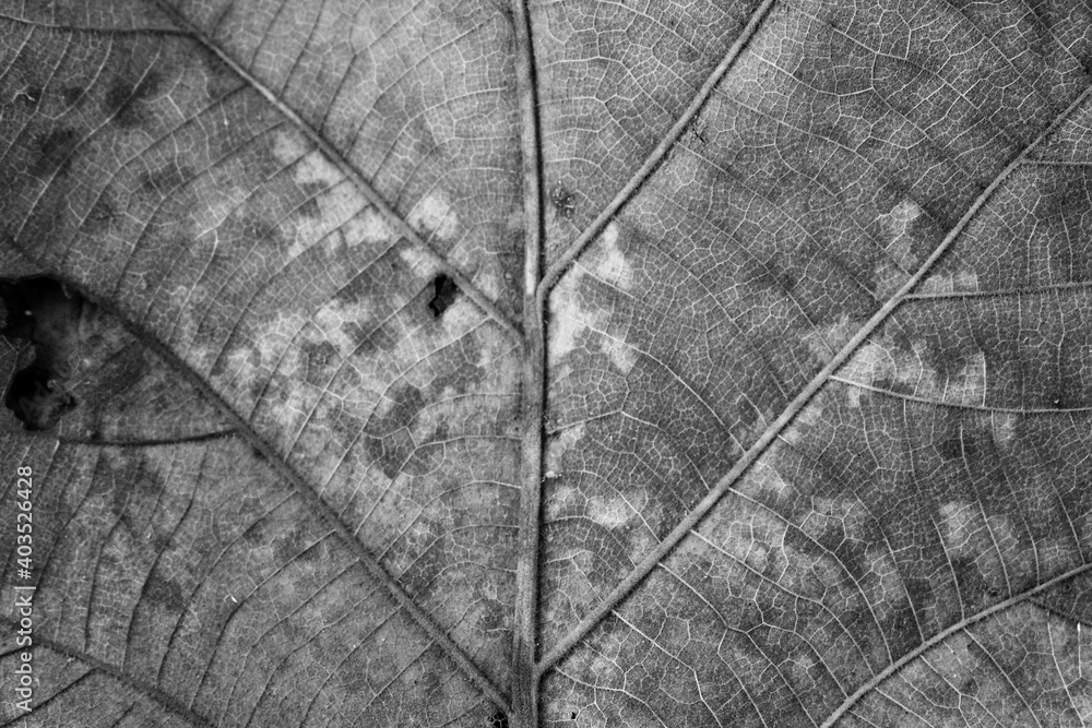 Wall mural black and white Teak leaf close up