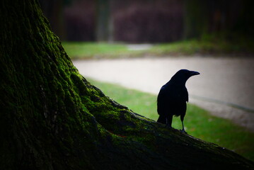 Krähe, Crow 