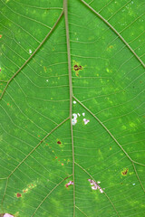 green Teak leaf close up