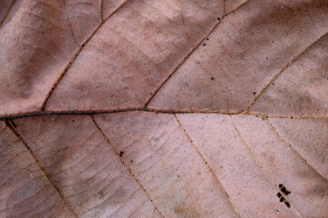 Brown Teak leaf close up