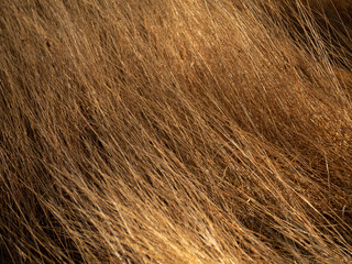 Fondo abstracto y texturas de pasto seco.