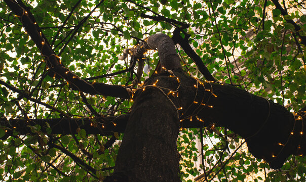 Bottom view image of tree with warm color lights and tree crown.