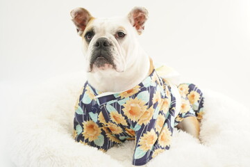 イングリッシュブルドッグ　子犬　浴衣ひまわり衣装　写真163