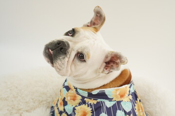 イングリッシュブルドッグ　子犬　浴衣ひまわり衣装　写真153