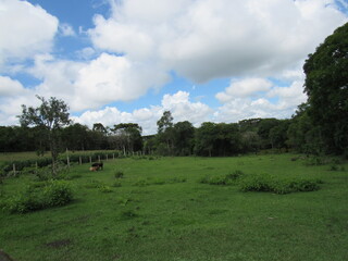 landscape with trees
