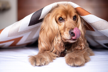 cocker spaniel puppy
