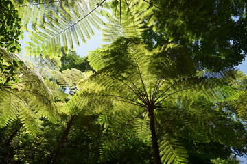 Leaves of fern canopies in tropical forest captured low angle.