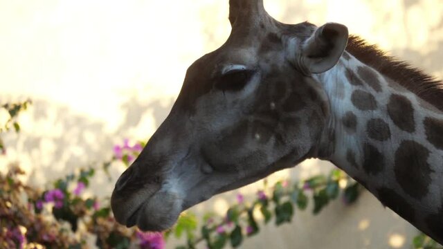 giraffe eating tree leaves slow motion