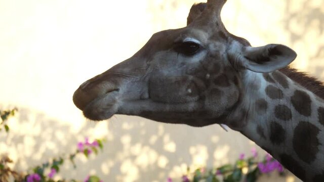 giraffe eating tree leaves slow motion