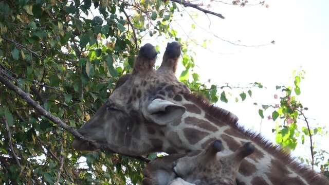 giraffe eating tree leaves slow motion