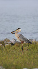 Blue Heron Eating Mud Skipper