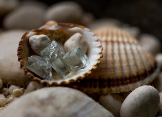 shells on a black background