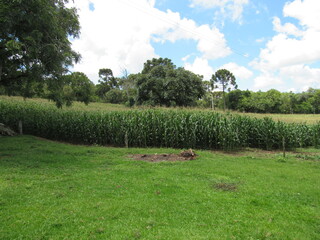 landscape with trees and cows