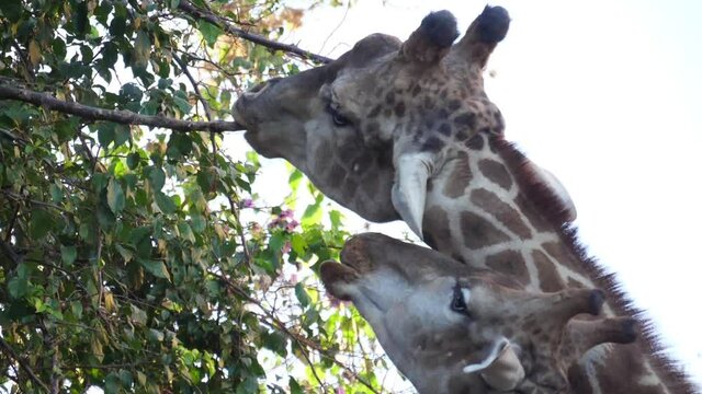 giraffe eating tree leaves slow motion