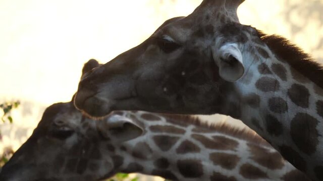 giraffe eating tree leaves slow motion