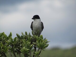 Tyrannus Savana