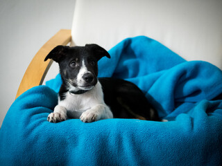 border collie puppy interested