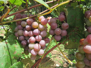 bunch of grapes