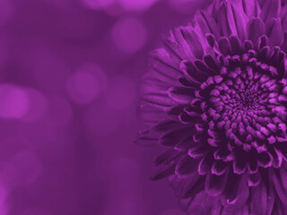 Cutout side view of violet pink Gerbera flower on a purple isolated bokeh background