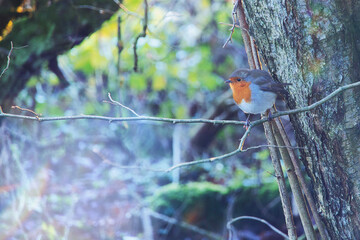 robin in the snow