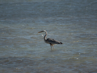 Great Blue Heron