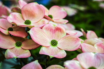 Fototapeta na wymiar Pink dogwood tree flowers in bloom