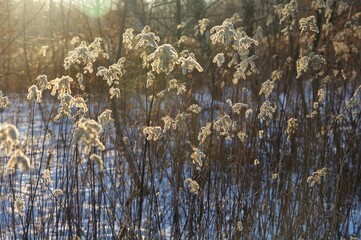 Sucha trawa zimą pod słońce, Ojców, Małopolska, Polska / Dry grass in winter against the sun, Ojców, Małopolska, Poland © Grzegorz Zaręba