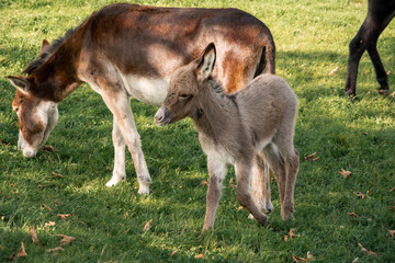 Young donkey in a field on a farm