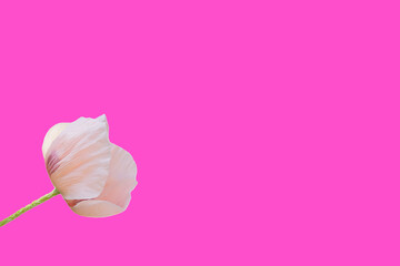 Isolated single poppy flower on pink background. Greeting card template.