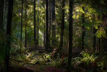 Rainforest Mist and Sun. Tall trees and a lush, temperate rainforest floor of the Pacific Northwest.

