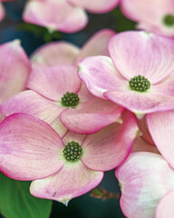 Fototapeta na wymiar Pink Dogwood flowers in bloom