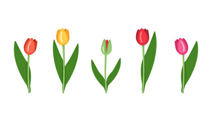 A set of Tulips of different colours red, yellow, pink, green. Vector flat illustration of spring flowers