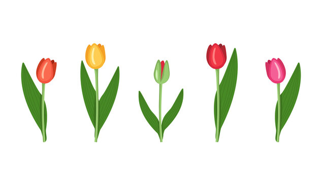 A set of Tulips of different colours red, yellow, pink, green. Vector flat illustration of spring flowers