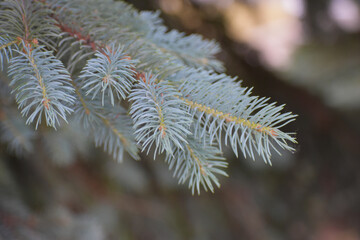 Close up of white winter foliage