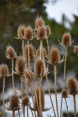 Obraz premium Winter Foliage