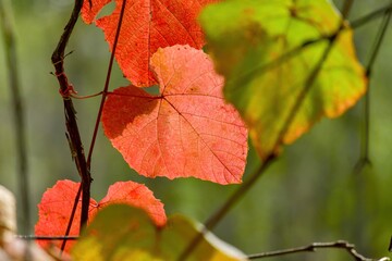 釧路湿原で見たきれいに色づいたヤマブドウの紅葉＠北海道