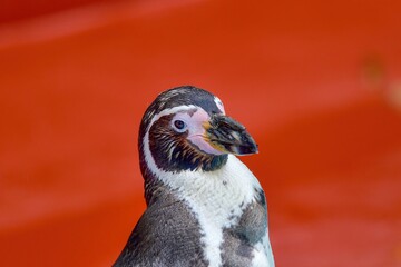 流し目ポーズのペンギン