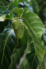 salvador, bahia, brazil - january 6, 2021: morinda citrifolia fruit, commonly known as noni, is...