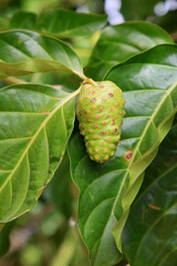 salvador, bahia, brazil - january 6, 2021: morinda citrifolia fruit, commonly known as noni, is...