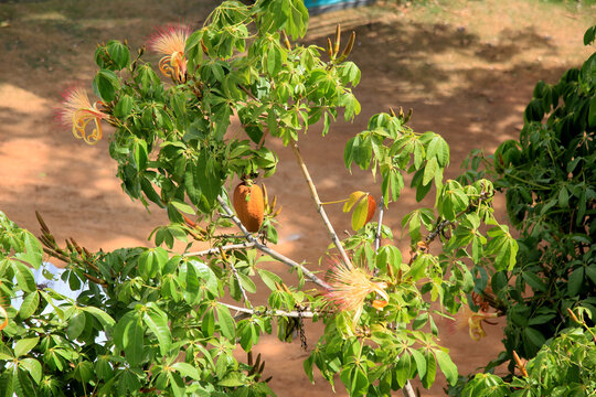 salvador, bahia, brazil - january 6, 2021: monguba fruit (Pachira aquatica Aubl.), popularly known as munguba, castanhola, chestnut-of-maranhao, cocoa-wild, chestnut-of-guiana. The plant is seen on a 